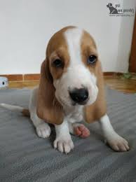 Image result for švycký honič