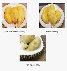 48 transparent png of durian. Durian D24 Xo Durian Hd Png Download Kindpng