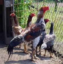 Mengenal Ayam Shamo Ayam Jago Asal Jepang Jepang Ayam