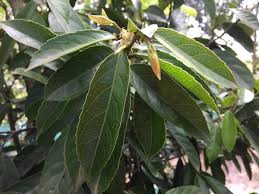 Image result for Rawsonia lucida