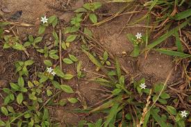 Image result for Richardia scabra