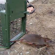 Obst und gemüse kaufen wir selten, weil wir viele leckere sachen im garten haben. Ratten In Der Lebendfalle Fangen Blue Blog