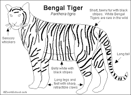 Tigers Are The Largest Member Of The Cat Family Bengal Tiger Printout Bengal Tiger Siberian Tiger White Bengal Tiger