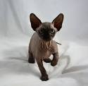 Hairless Peterbald Sphynx