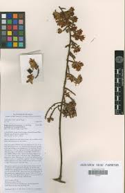 Image result for Englerodendron