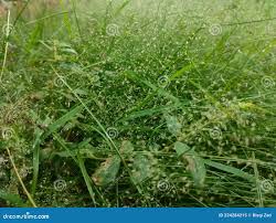 Image result for Eragrostis homblei