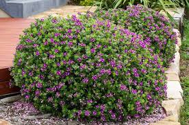 Image result for Polygala gazensis