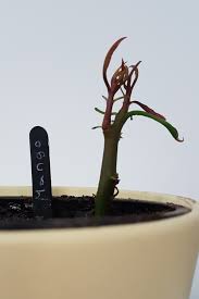 Mango Ziehen Leicht Gemacht Mit Einfacher Step By Step Anleitung Mangobaum Pflanzen Mango