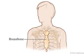 Breastbone Lehigh County Pennsylvania