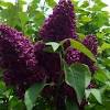 Bloomerang dark purple lilac monrovia bloomerang dark. 1