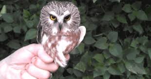 Birds Of Prey Cw Seed I Want An Owl Doorknob Now Saw Whet Owl My Animal Owl Magic