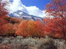 Image result for bigtooth maple