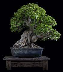 Each year the new growth will have to be. 800 Great Bonsai Trees Ideas In 2021 Bonsai Bonsai Tree Bonsai Garden