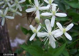 We did not find results for: Https Dnr Maryland Gov Wildlife Documents Invasive Plants Cards Pdf