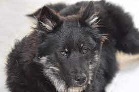 evtanaziya kogda sleduet usypit sobaku mir sobak