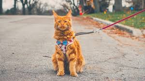 A cat harness no escape can be a safe solution to take your cat outside your house. The 5 Best Escape Proof Cat Harnesses Buyers Guide 2021 Catlycat