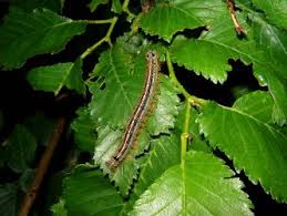 Malacosoma neustria (Linnaeus, 1758)