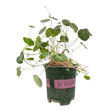 Image result for Stephania cyanantha