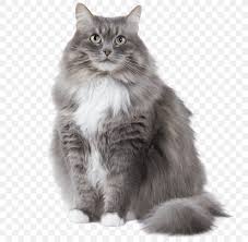 The norwegian forest cat is penalized if it presents a small size or a fine structure if it has a round or square head, small ears and tail or short legs. Siberian Cat Devon Rex Norwegian Forest Cat Bengal Cat Sphynx Cat Png 800x800px Siberian Cat Asian