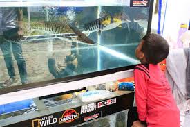 Umumnya ikan cupang yang mutasi itu seperti misalnya ikan cupang koi, ikan cupang fancy, bluerim dan masih banyak lagi. 7 Negara Ikuti Kontes Ikan Cupang Di Padang Kumparan Com