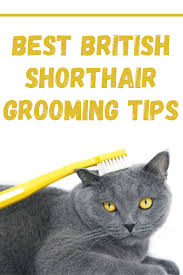 True, mine is inside only so always the same temp.78 degrees f unless it's just a seasonal instinctual thing they just shed more quarterly? Pin On British Shorthair Cats