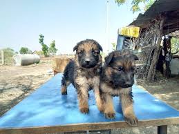 Any puppies that qualify as a german shepherd mix are a cross between a german shepherd and another dog breed. German Shepherd By Krackers Kennel German Shepherd Puppy Pet Animal From Kota Id 4899610