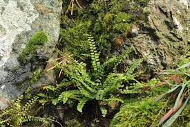 Image result for Asplenium uhligii