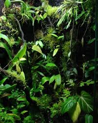 Display Vivarium Update Planted Vivarium Plants Terrarium For Sale