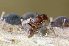 Sweet Irony: The Twisted Behavior of Starving Argentine Ants