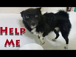 We did not find results for: Which Pomeranian Mix Is The Best One For You K9 Web