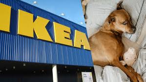 Stray Dogs Live Inside This Italian Ikea And Everybody Loves Them Dogs Stray Stray Dog