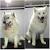 Samoyed Summer Haircut
