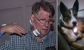 Emotional support dog Layla who took bullets for dog-sitter dies after  freeway shooting