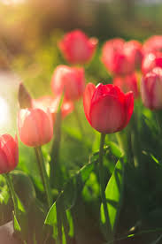 Check spelling or type a new query. Tulip Flower Wallpapers Top Free Tulip Flower Backgrounds Wallpaperaccess