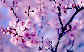 We did not find results for: Sakura Wallpapers Images Photos Pictures Backgrounds