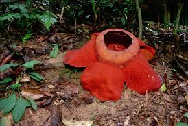Patma (nusa kambangan dan pangandaran), r. Rafflesia Kerrii Tropical Flowers Plant Species Large Flowers