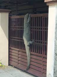 Accurate content you can trust, spreading knowledge on the animal kingdom, and giving back. The Sheer Size Of This Monitor Lizard Climbing The Gate Absoluteunits