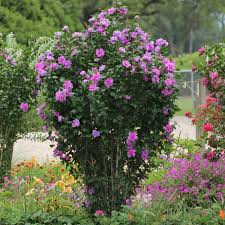 Image result for Hibiscus torrei