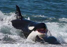 Female orcas are most thrown off from foraging when boats and vessels intrude closer than 400 yards, according to new. Argentinien Reise Wo Die Orcas Jagen