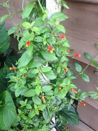 Candy Corn Vine Container Flowers Trees To Plant Garden Vines