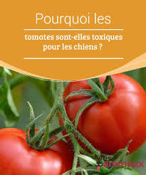 Pourquoi Les Tomates Sont Elles Toxiques Pour Les Chiens My Animals Chien Tomates Education Canine