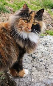 Calico Cat By Viva La Cheese On Deviantart Long Haired Cats Pretty Cats Calico Cat
