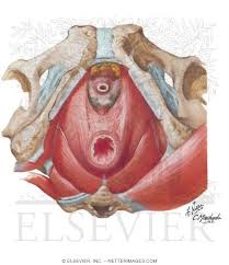 These muscles, including the gluteus maximus and the hamstrings, extend the thigh at the hip in support of the body's weight and propulsion. Anorectal Musculature Pelvic Diaphragm Male The Levator Ani Muscle