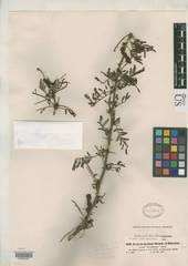 Image result for Gutenbergia trifolia