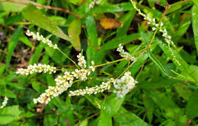 Image result for Persicaria madagascariensis