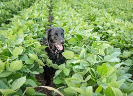 Is my cat / dog safe? Insecticide Poisoning In Dogs Petmd
