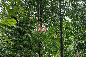 Image result for Cynometra alexandri