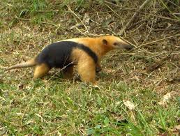 Hingegen leben im trockenen westen des chaco eben die tiere und pflanzen, die an diese trockenheit angepasst sind. Farm Urlaub Paraguay Deutschsprachig Travel Friends Com