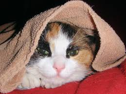 Can cats eat popcorn, or should this snack be avoided? What Can Cats Eat Healthy Toxic Unhealthy Foods For Cats And Kittens