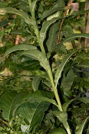 Image result for Senecio inornatus